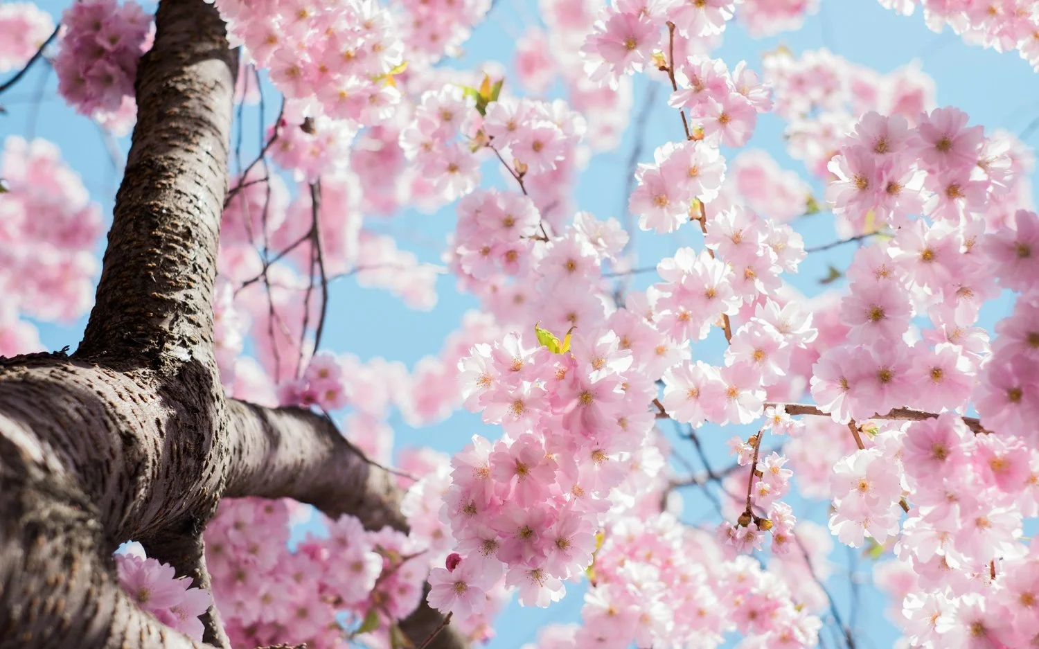 From Q1 to Spring: A Strategic Reset for Employee Wellbeing